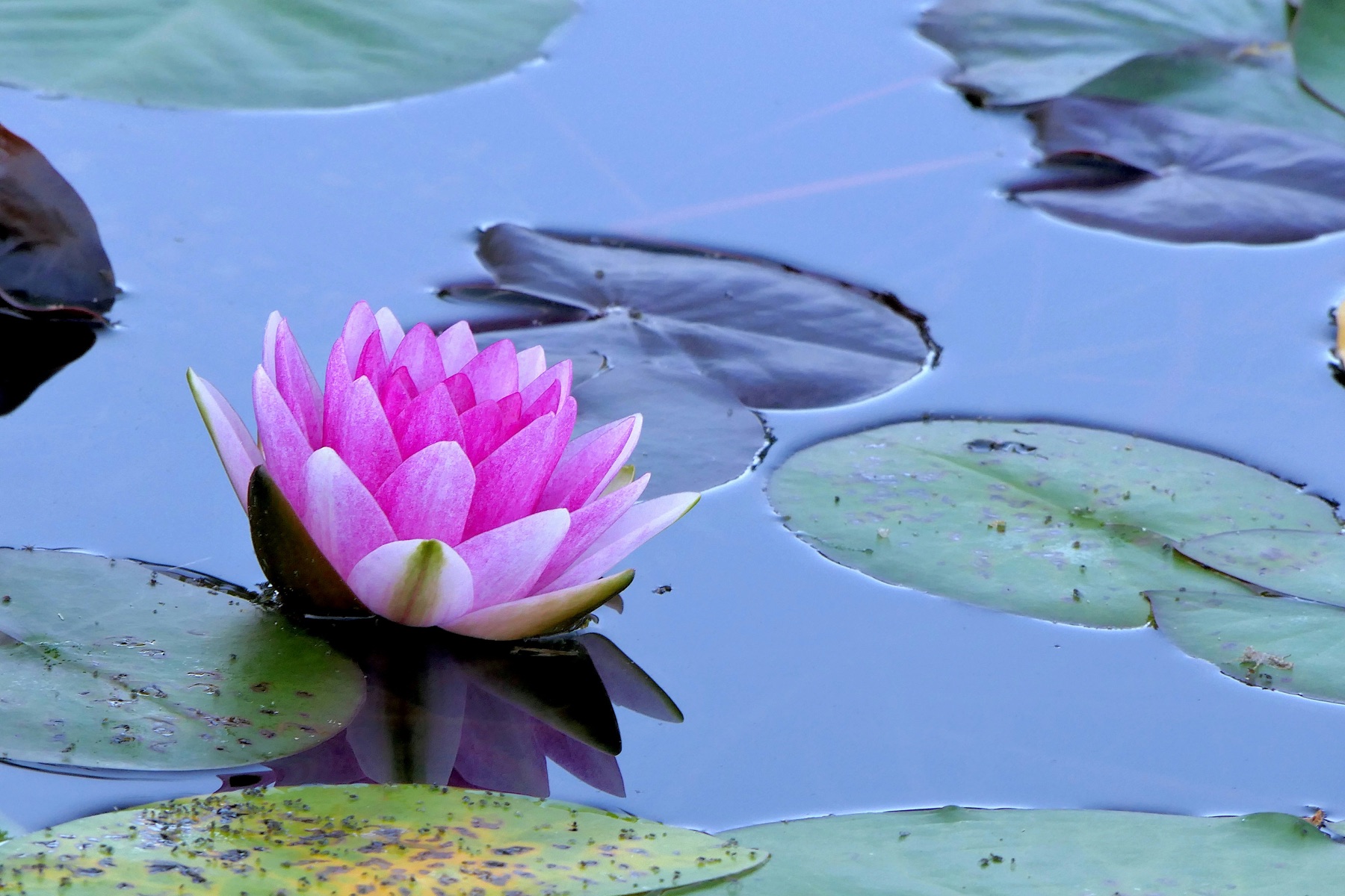 Une fleur de nénuphar à la surface de l’eau